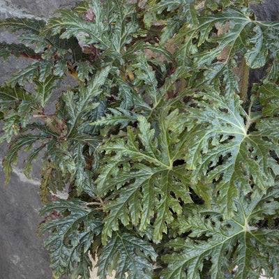 Begonia 'Eruption'™ - Tectonic Eruption Begonia - 1 Gallon