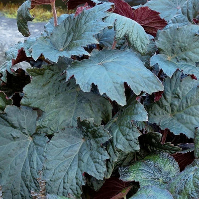 Begonia 'Tectonic Magma'™ - Tectonic Magma Begonia - 1 Gallon