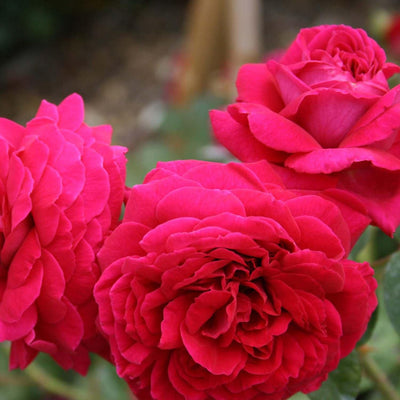 Tess Of The Dubervilles - Climbing - 5 Gallon