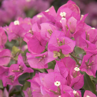 Bougainvillea 'Texas Dawn'™ - Texas Dawn Bougainvillea - 1 Gallon