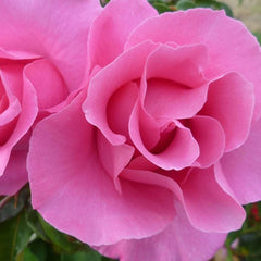 The McCartney Rose - 5 Gallon