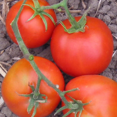 Thessaloniki - 4" Pot