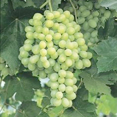 Thompson Seedless Grape - 1 Gallon