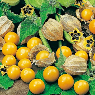 Tomatillo Pineapple - 4" Pot