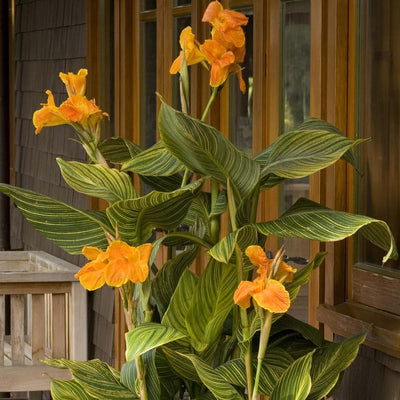 Canna 'Tropicanna Gold'® - Tropicanna Gold Canna Lily - 2 Gallon