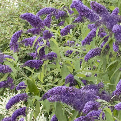 Buddleja 'True Blue' PP - Butterfly Bush - 2 Gallon