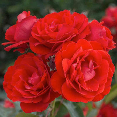 Trumpeter - 5 Gallon