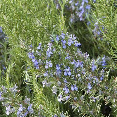 Rosmarinus 'Tuscan Blue' - Tuscan Blue Rosemary Cone - 5 Gallon