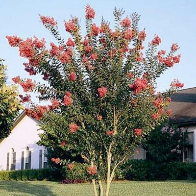 Lagerstroemia 'Tuscarora' - Tuscarora Crape Myrtle - 5 Gallon