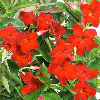 Mandevilla 'Velvet Red'™ - Velvet Red Mandevilla™ - 2 Gallon