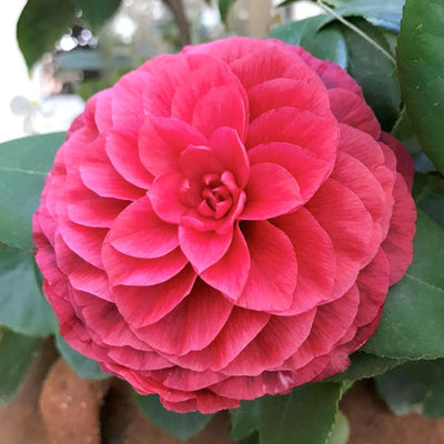 Camellia 'Vestito Rosso'® - Vestito Rosso Camellia - 7 Gallon