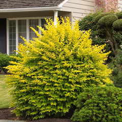 Ligustrum vicary - Vicary Golden Privet - 2 Gallon