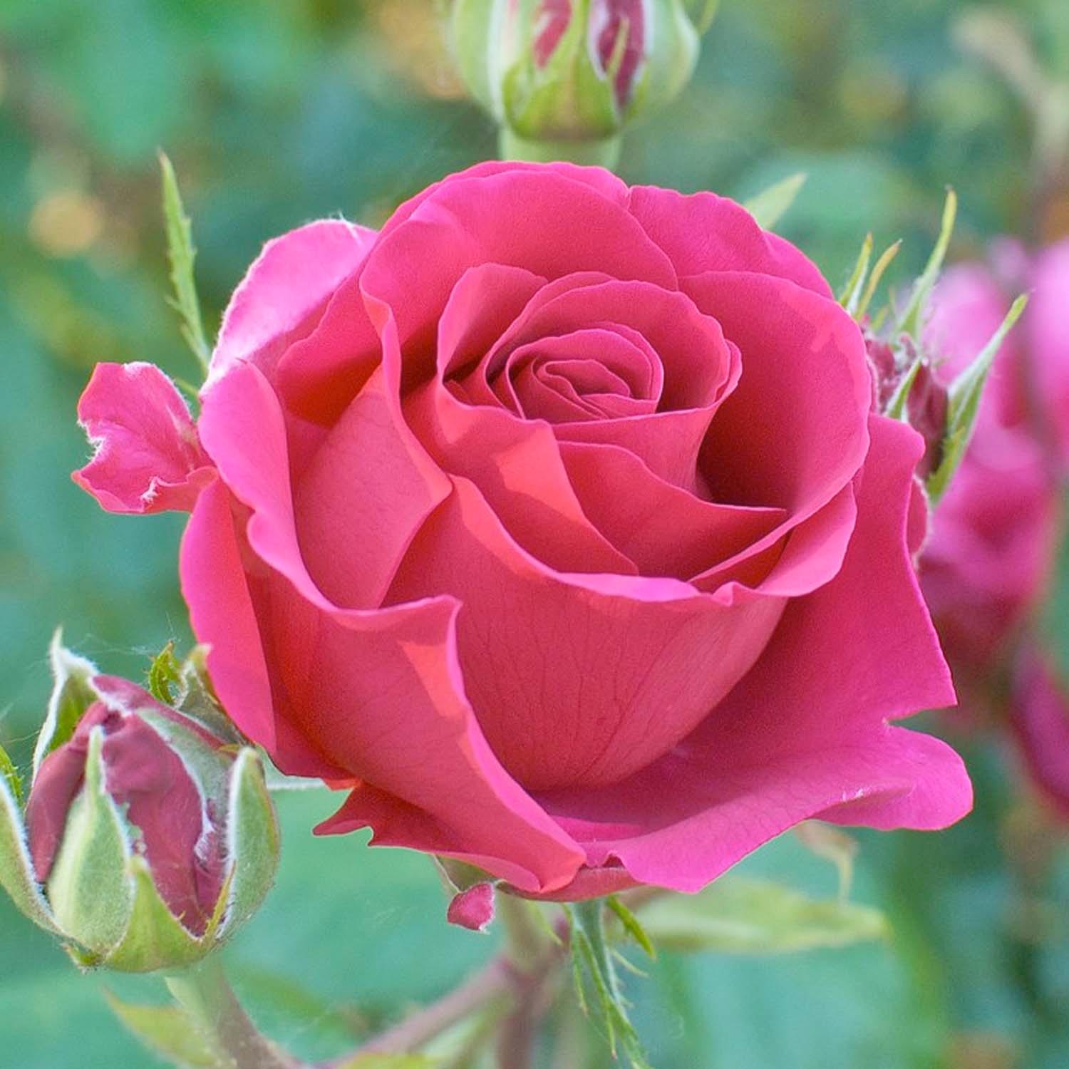 Voluptuous! - 15 Gallon – Roger's Gardens