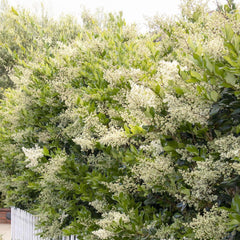 Ligustrum texanum - Waxleaf Privet - 5 Gallon