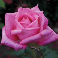 Wedding Bells Eleganza - 5 Gallon