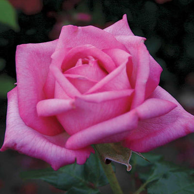 Wedding Bells Eleganza - 5 Gallon