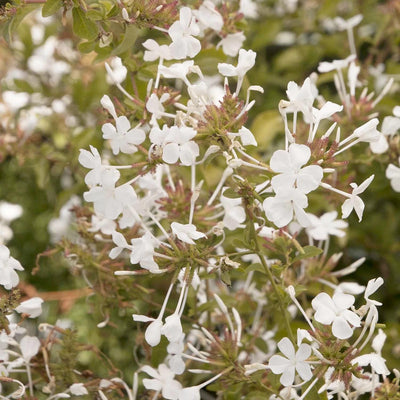 Plumbago auric. 'White Cape'® - White Cape Plumbago - 1 Gallon