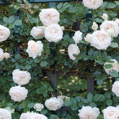 White Eden - Climbing - Staked - 5 Gallon