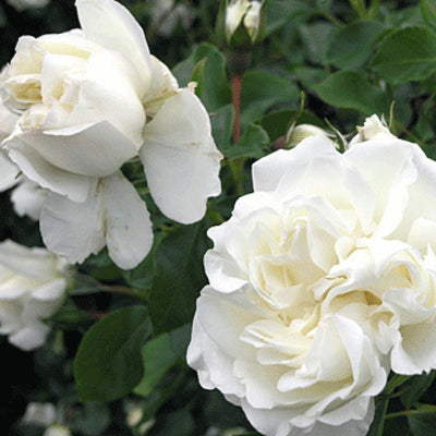 White Meidiland - 5 Gallon