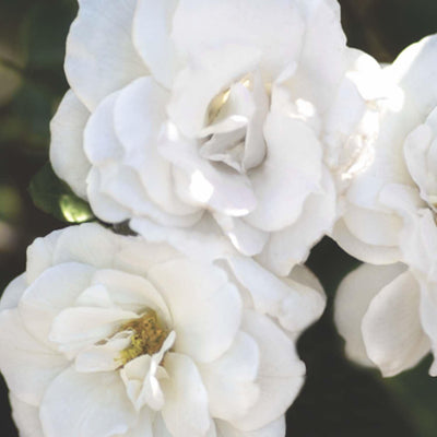 White Veranda - 5 Gallon