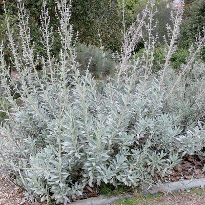 Compact White Sage- 1 Gallon