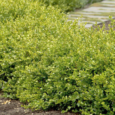 Buxus 'Winter Gem' - Winter Gem Boxwood - 5 Gallon