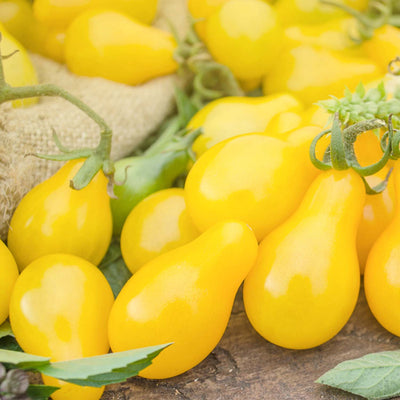 Pear - Yellow - 4" Pot