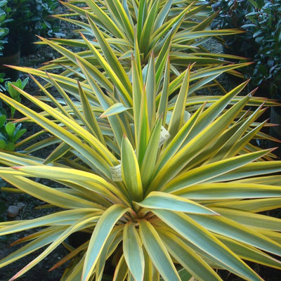 Yucca 'Bright Star'® PP - Bright Star Yucca - 5 Gallon