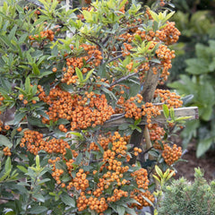 Pyracantha 'Yukon Belle'® - Pyracantha - Espalier - 5 Gallon