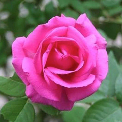 Zepherine Drouhin Tree - 15 Gallon