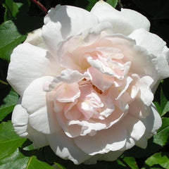 Alfred Carriere - Climbing - Staked - 25 Gallon