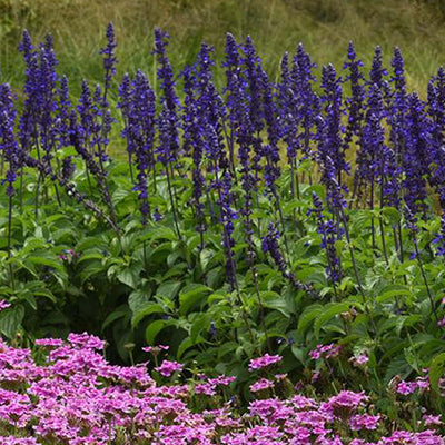 Salvia 'Mystic Spires' - Mystic Spires Sage - 16" Pot