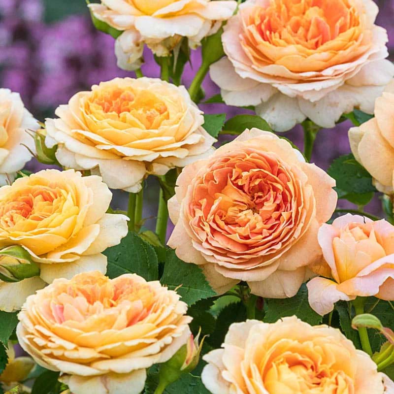 Sun Rose Garden Winter Sun™ Eleganza® Rose Palatine Fruit & Roses