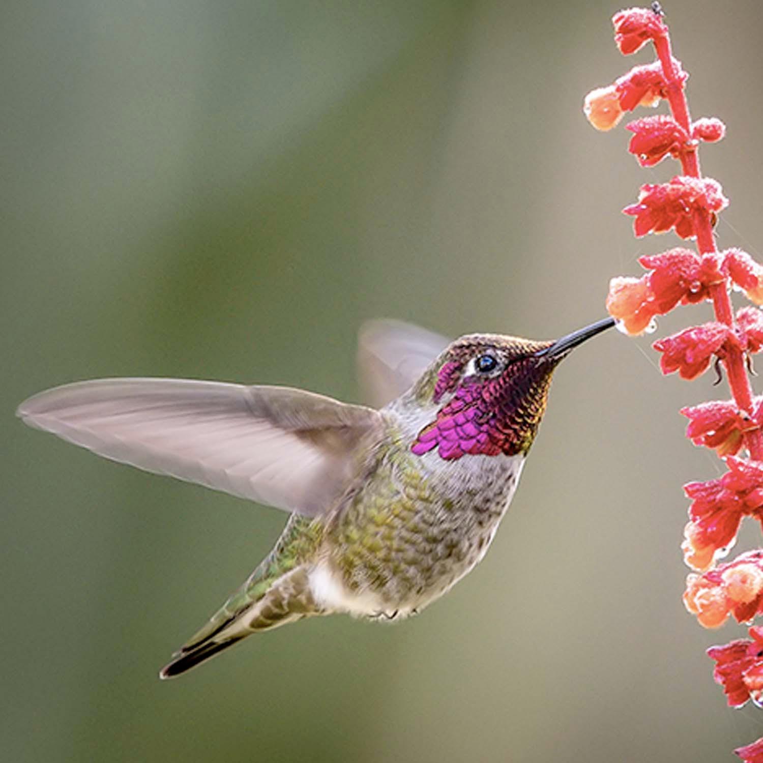 Attract Hummingbirds With Local Native Plants – Roger's Gardens