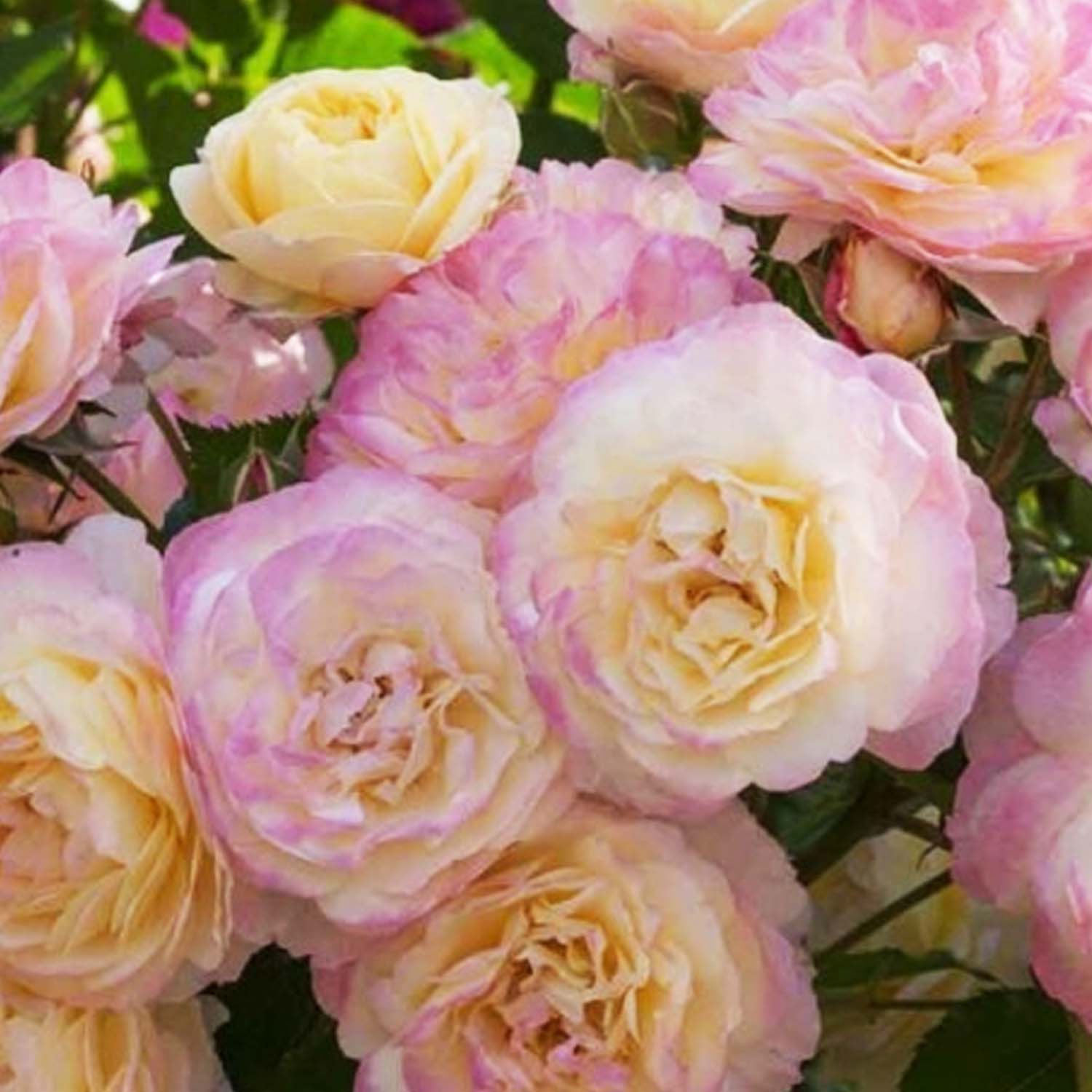Celebrating a Century of Blossoms: The Huntington's 100th Rose – Roger ...