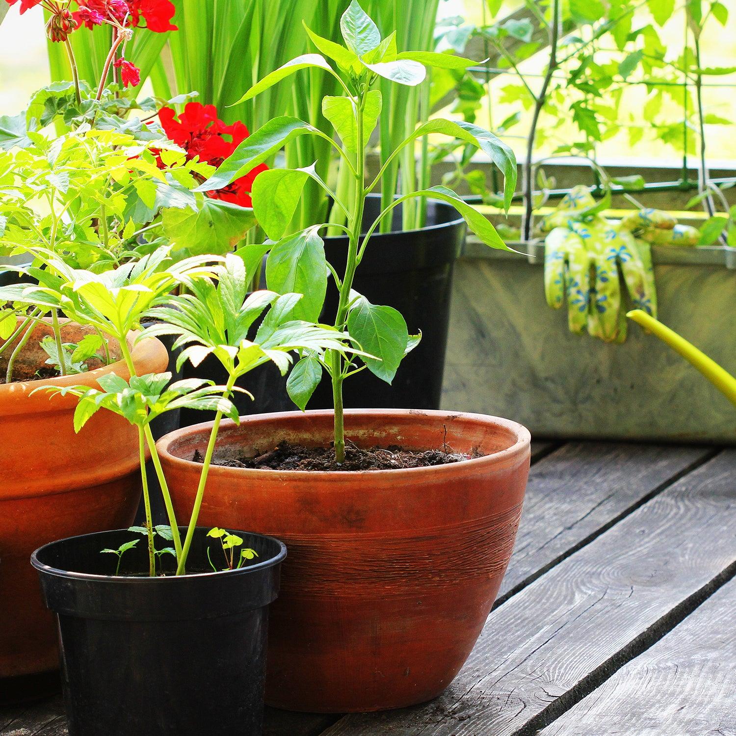 How to Grow Vegetables Outdoors At Home – Roger's Gardens