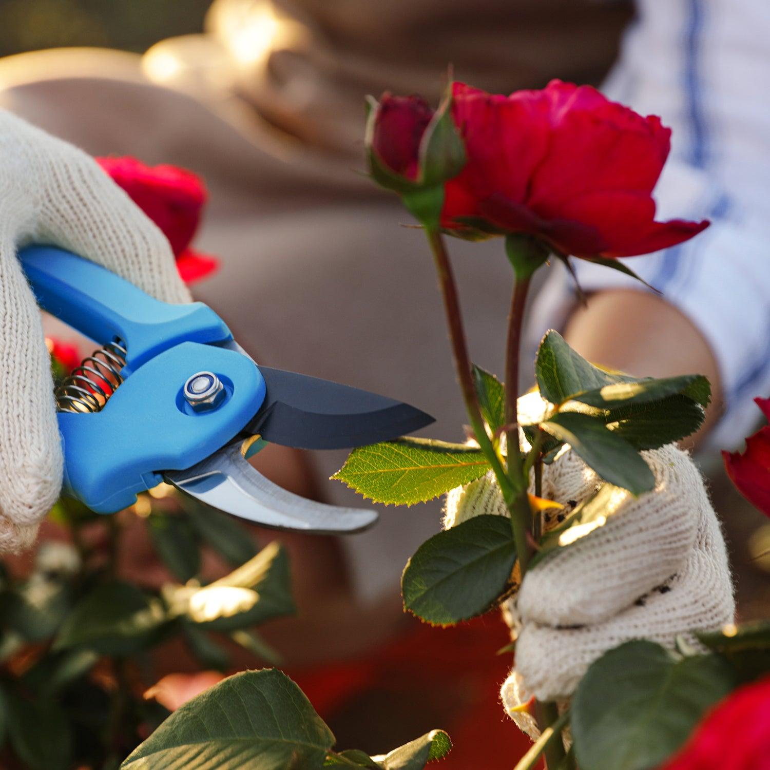 What You Need to Know About Pruning Roses – Roger's Gardens