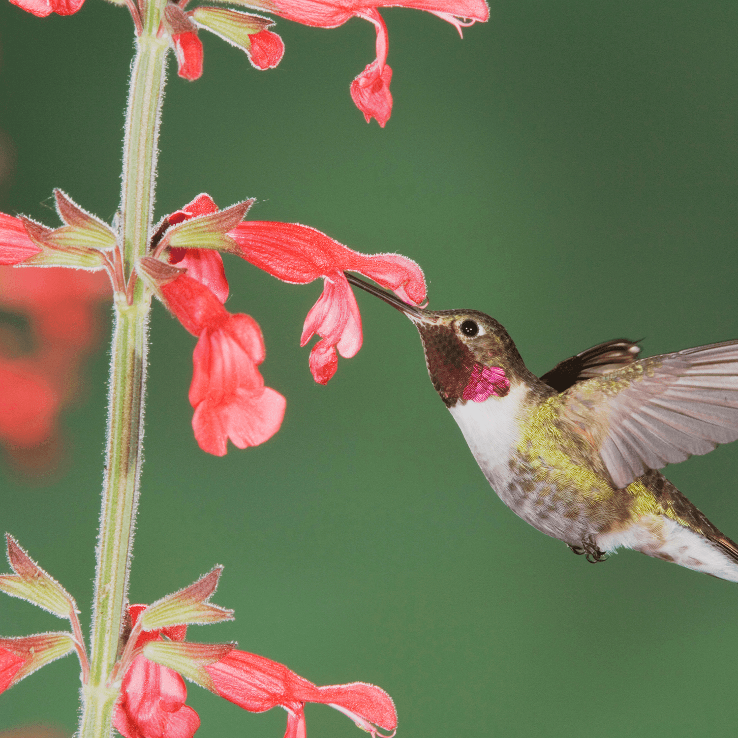 Hummingbirds With Flowers Red Plants Hummingbirds See Red | Audubon