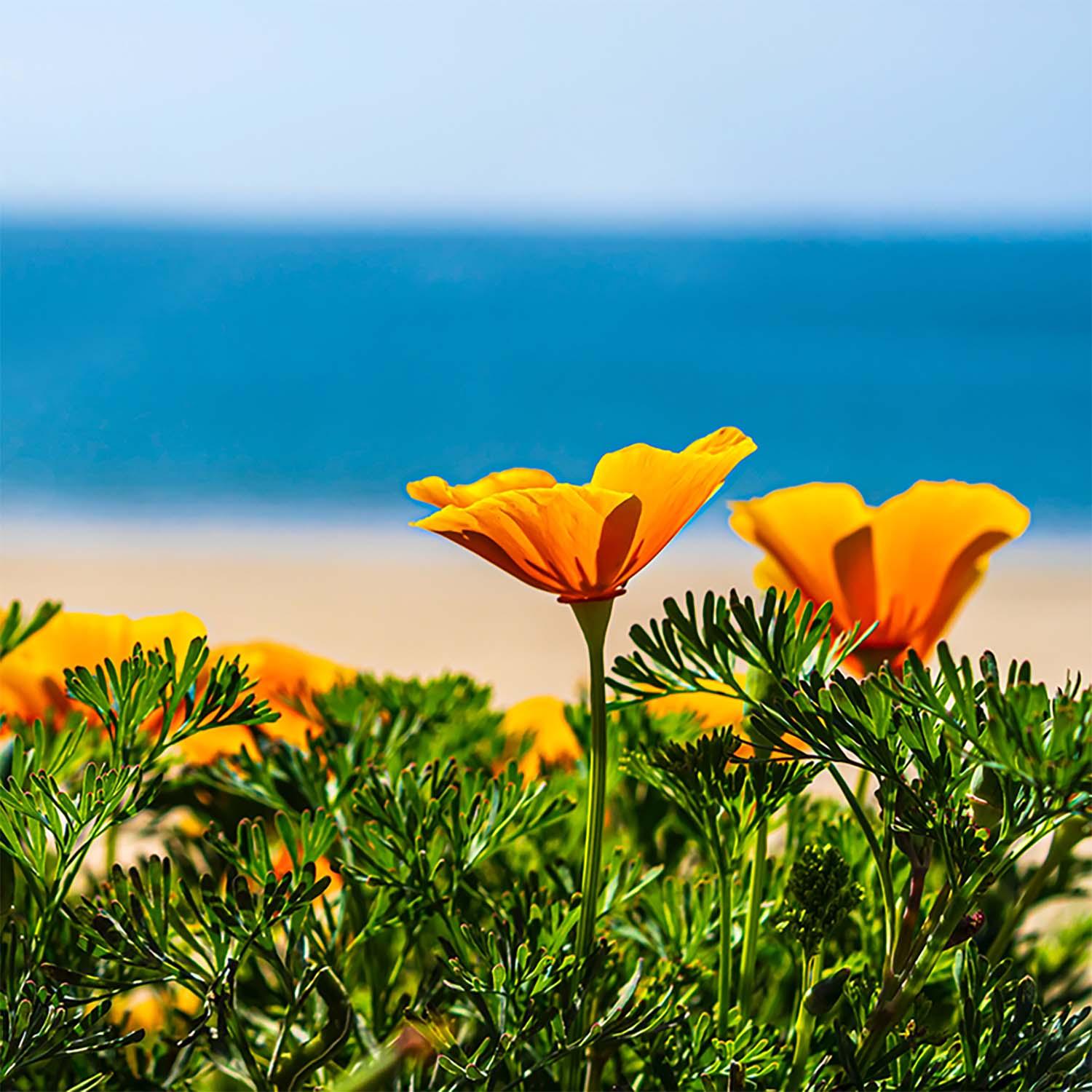 Nurturing Nature: Understanding the Significance of Spring Planting ...