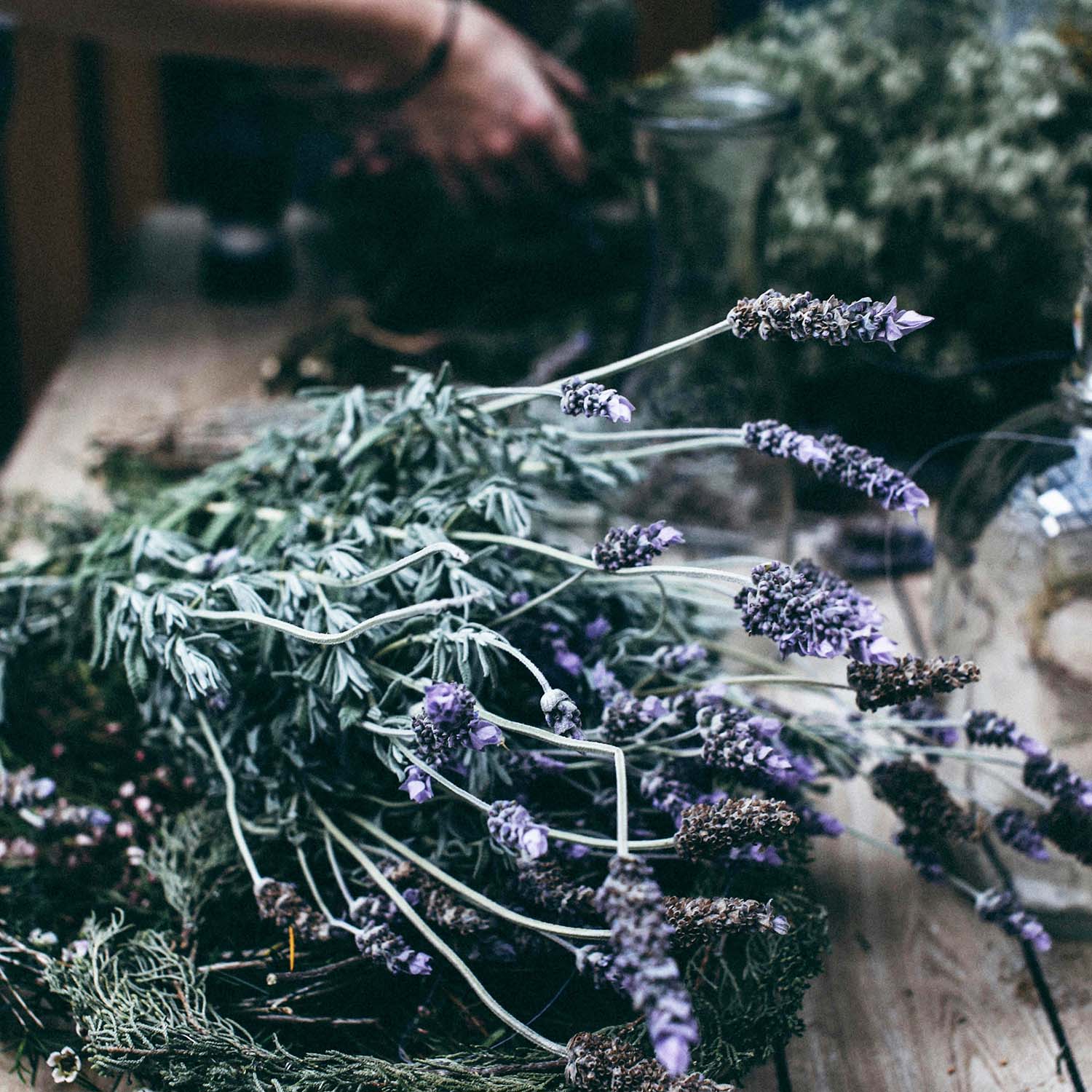 Fresh Lavender Market – Roger's Gardens