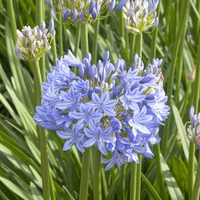 Agapanthus 'Midknight Blue'® - Midknight Blue Agapanthus - 5 Gallon