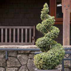 Buxus 'Green Mountain' - Green Mountain Boxwood - 5 Gallon Spiral