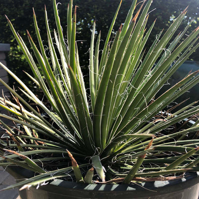 Agave gemin. 'Green Surprise' - Green Surprise Agave - 5 Gallon