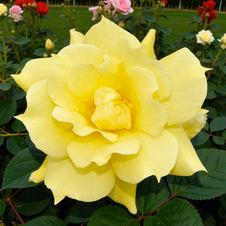 Meilland Anthony Meilland Rose - Thumbnail 3