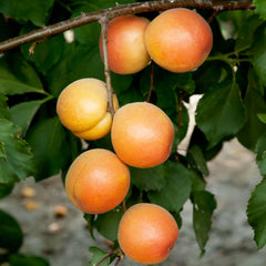 Apricot Katy SDWF - #5 Gallon