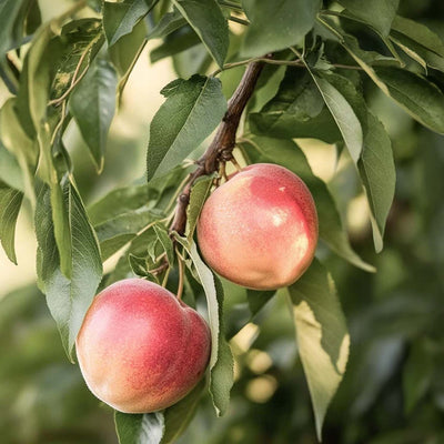 Nectarine Snow Queen - #5 Gallon