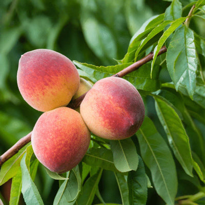 Peach May Pride - #5 Gallon