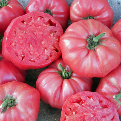 Brandywine Pink - 1 Gallon