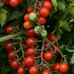 Candyland Red - 1 Gallon