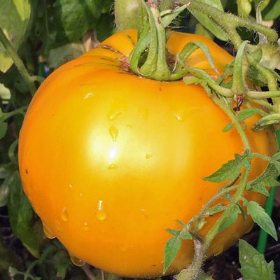Jubilee Golden - 4" Pot